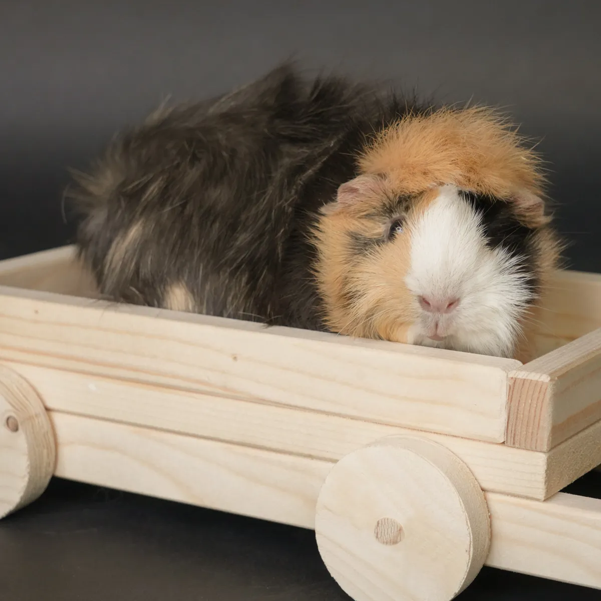 Jouw Cavia Snackwagen M snackhouder hout middel