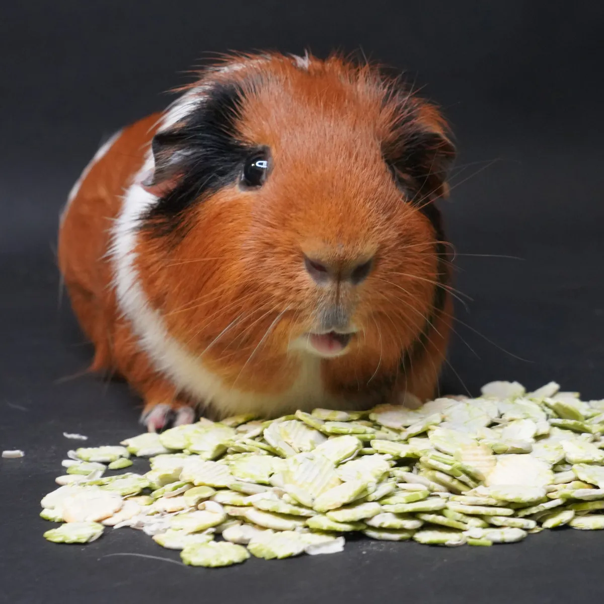 Jouw Cavia Erwtenvlokken snack natuurlijk erwt voor cavia