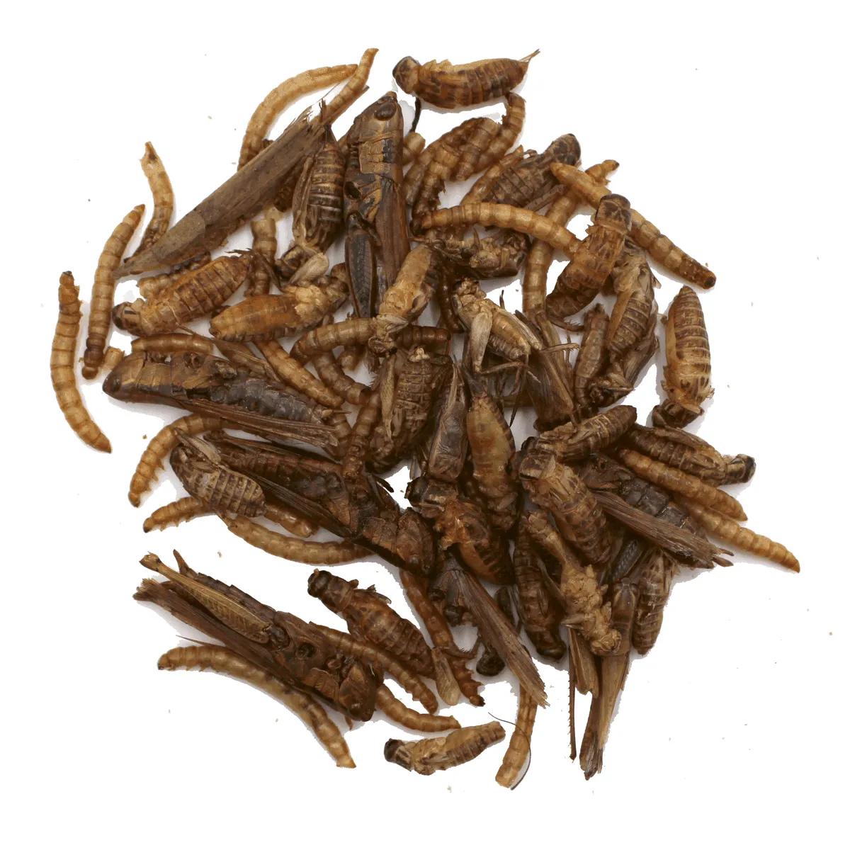 Bounty Paradise HM Protein Mix Insectensnack 25 gr eiwitrijk