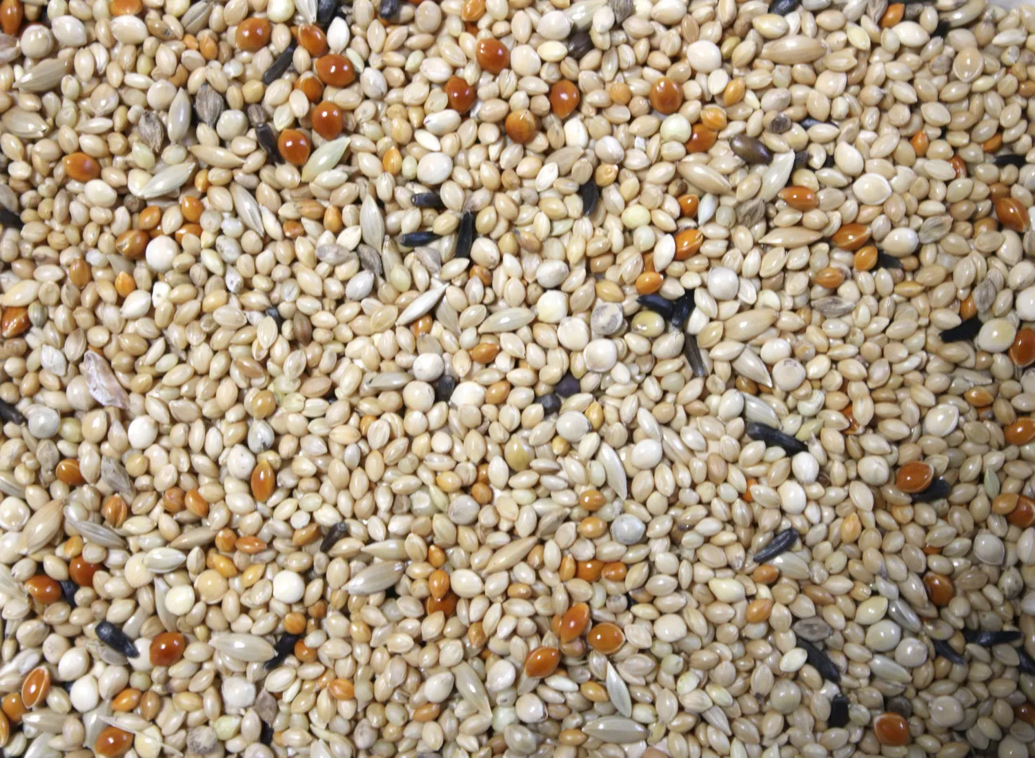 Bounty Paradise BC Exotenfutter Spezial exotenvoer speciaal