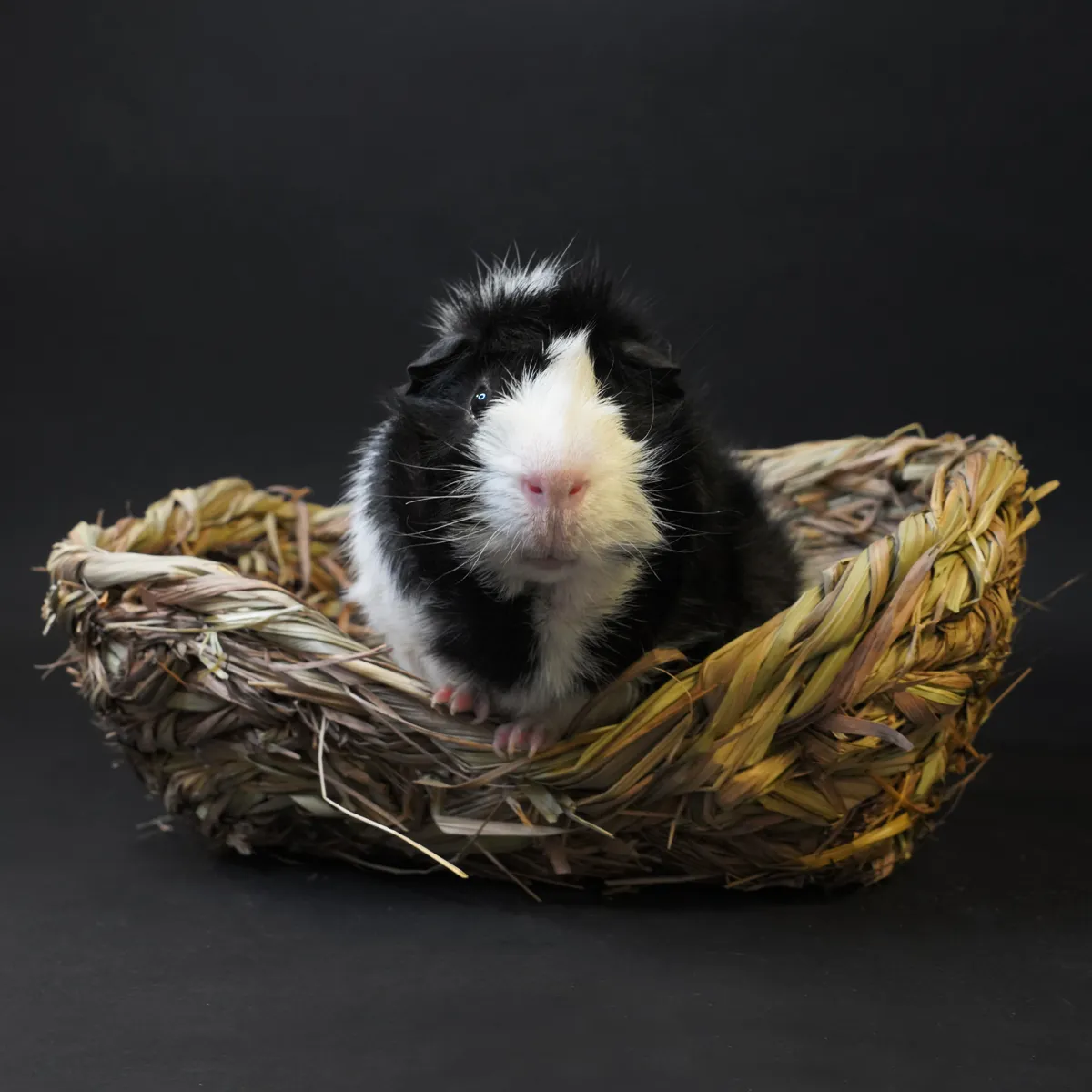 Jouw Cavia Grasmandje hooimandje natuurlijk knaagbaar