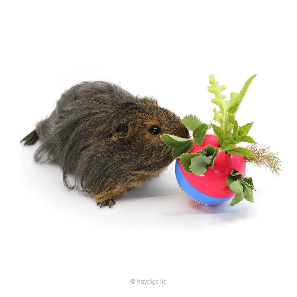 HayPigs Circus Treat Ball bundel snackbal met erwtenvlokken 3x230g