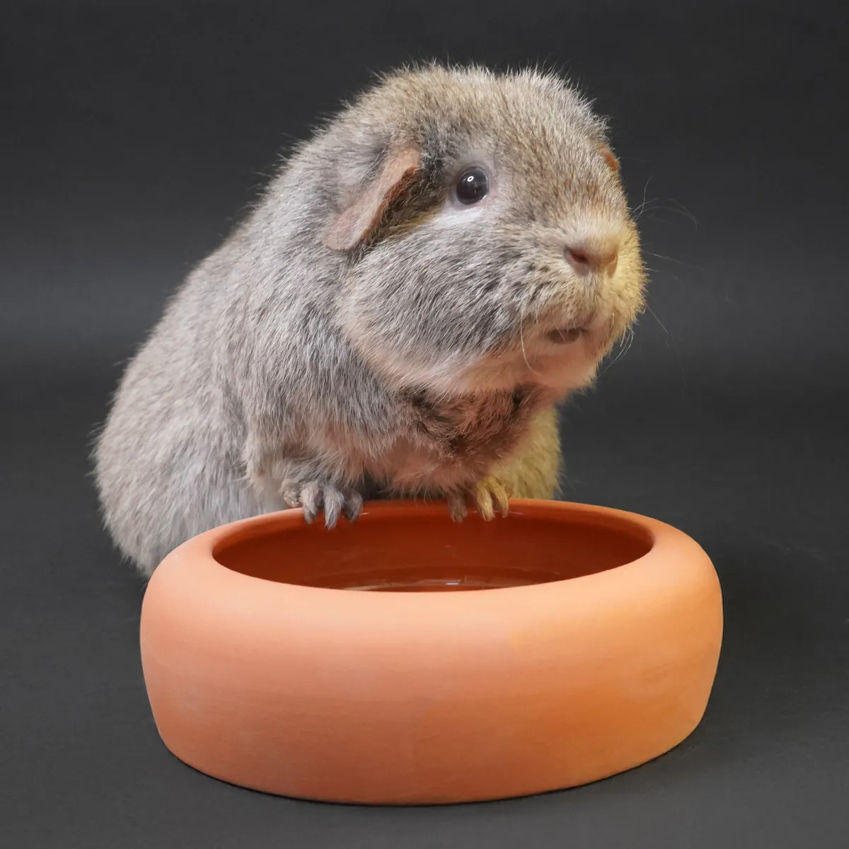 Jouw Cavia Terracotta Bowl voerbak S cavia natuurlijk