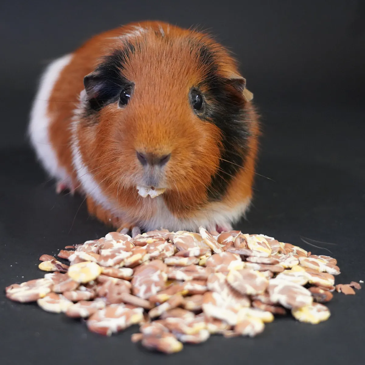 Jouw Cavia Bonenvlokken caviasnack eiwitrijk
