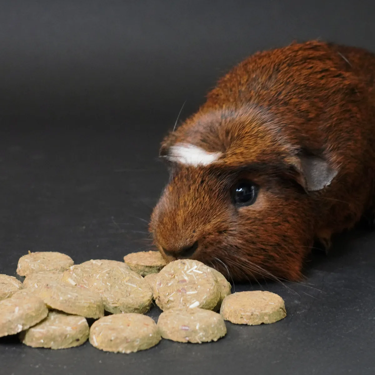 Jouw Cavia Care Treats Early Years snack jong konijn suikervrij