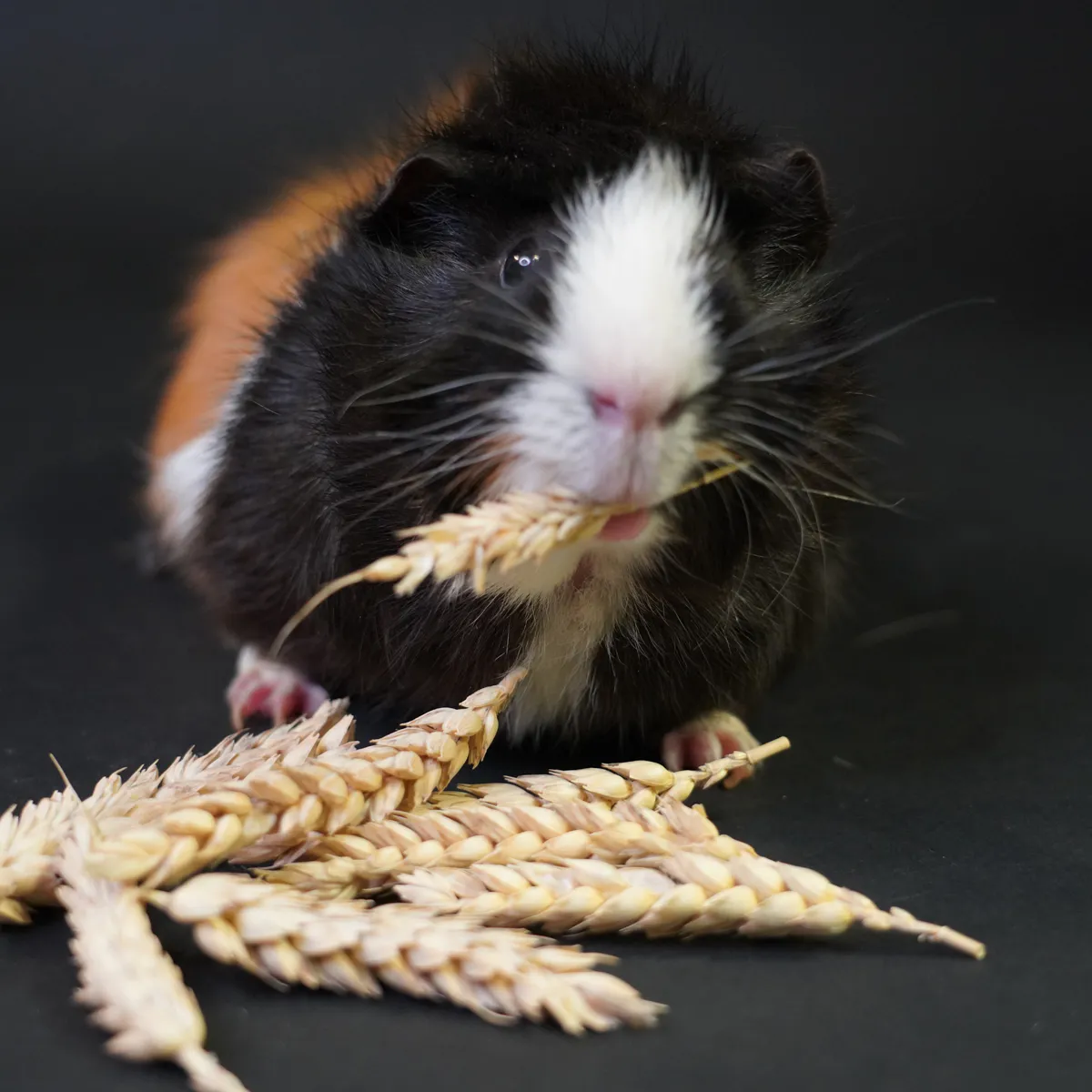 Jouw Cavia Tarwe Aren snack natuurlijk cavia