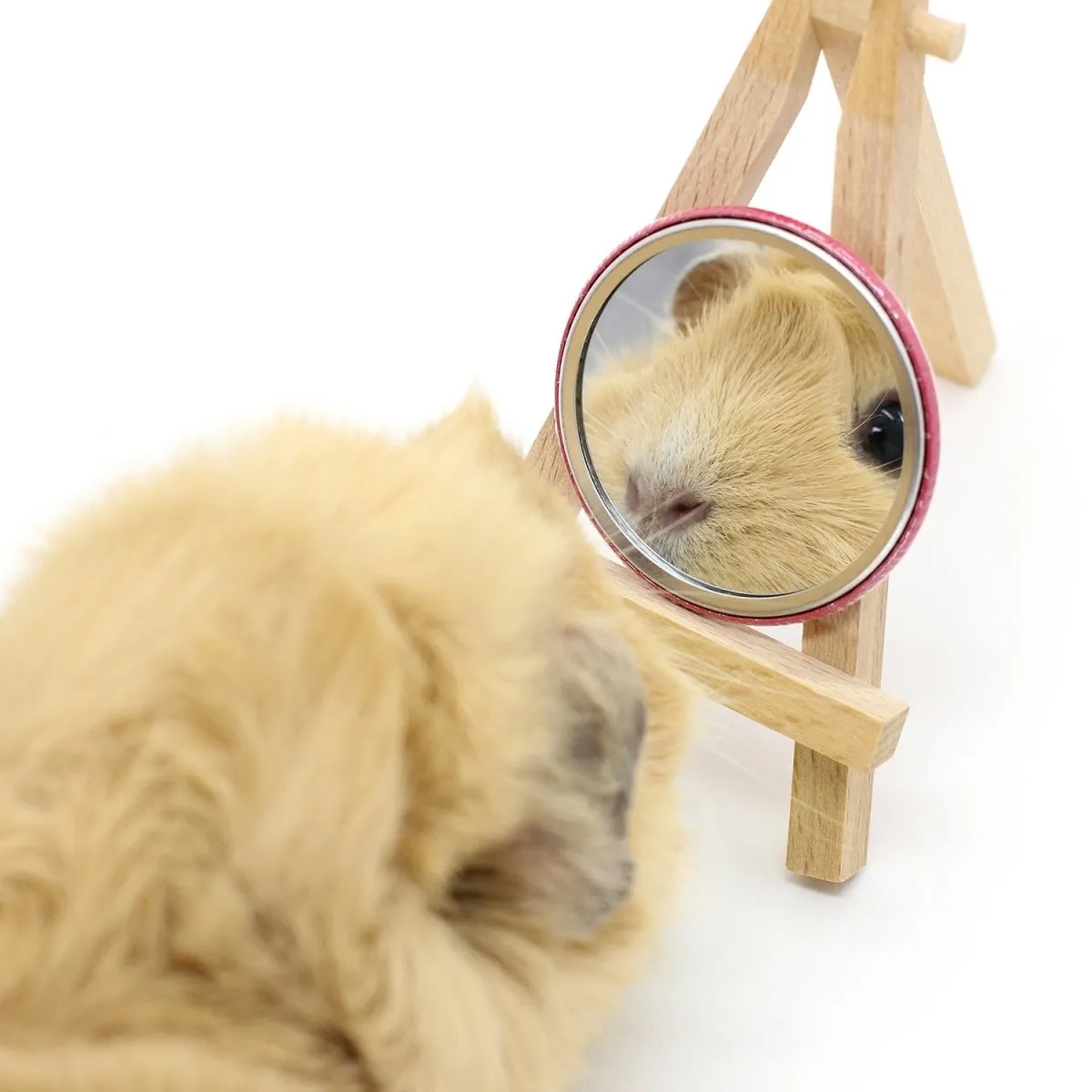 HayPigs Piggin Awesome Lion Pig zakspiegeltje glas