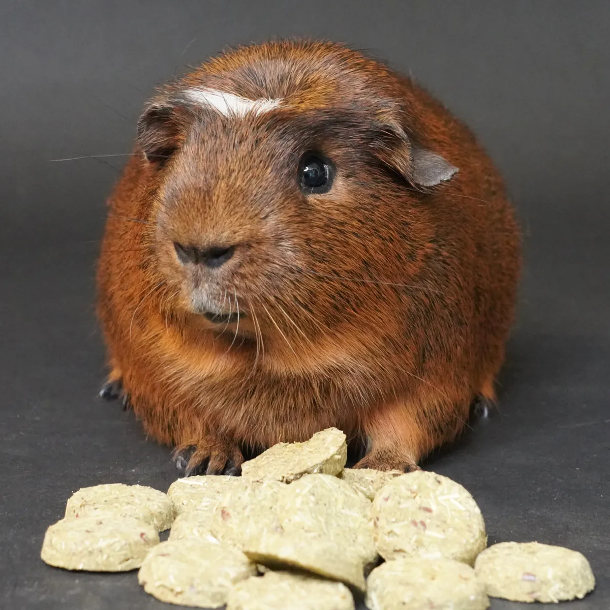 Jouw Cavia Care Treats Skin & Coat snack vacht