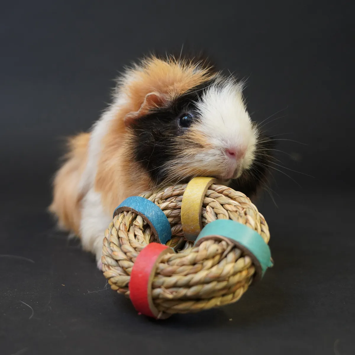 Jouw Cavia Seagrass Ring speelgoed zeegras ring natuurlijk