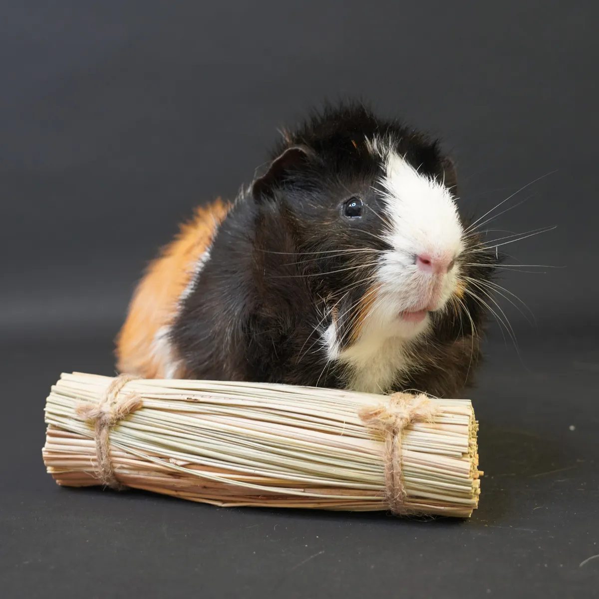 Jouw Cavia Crunchy Grass Toy grasspeeltje voor cavia gebit