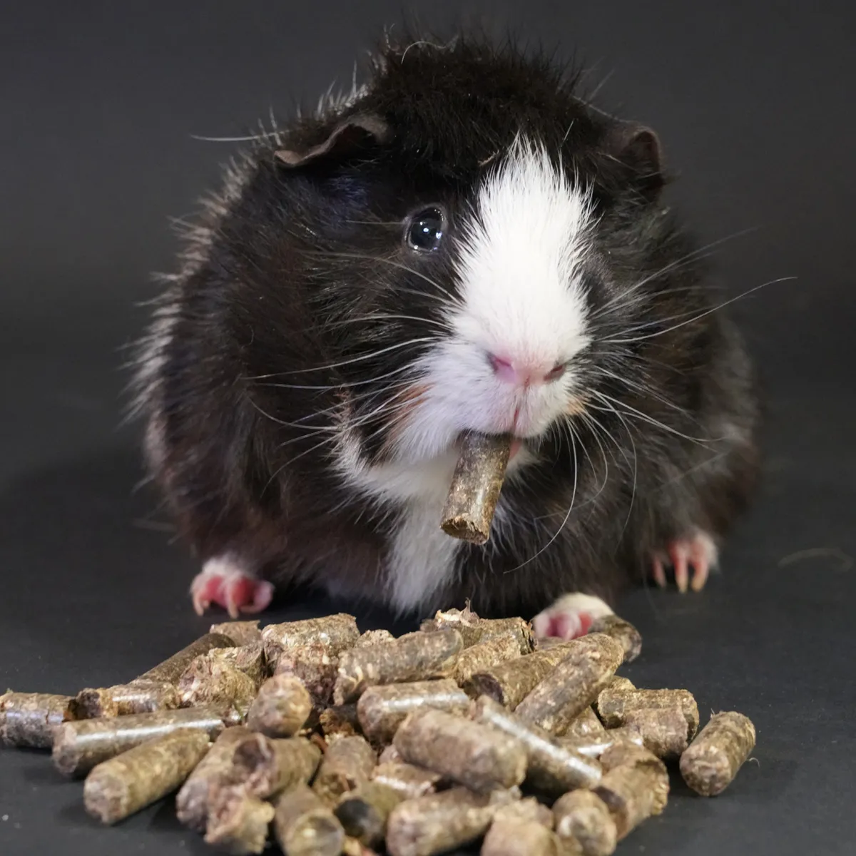 Jouw Cavia Kruidensticks knaagsnack cavia vezelrijk