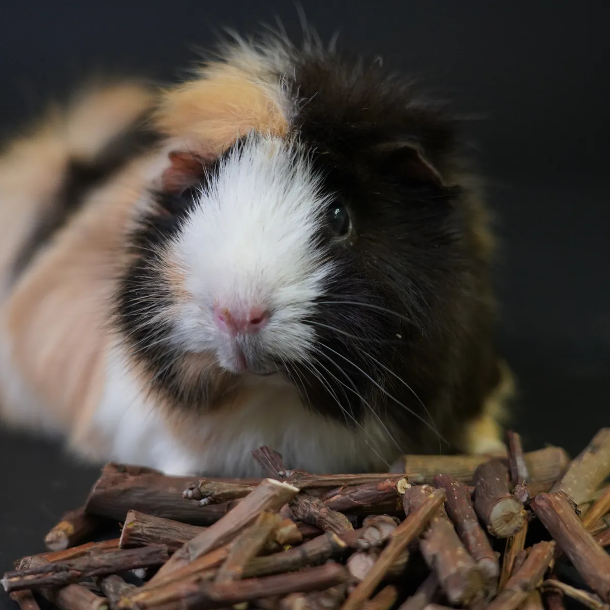 Jouw Cavia Appelstokjes knaagsnack vezelrijk appel