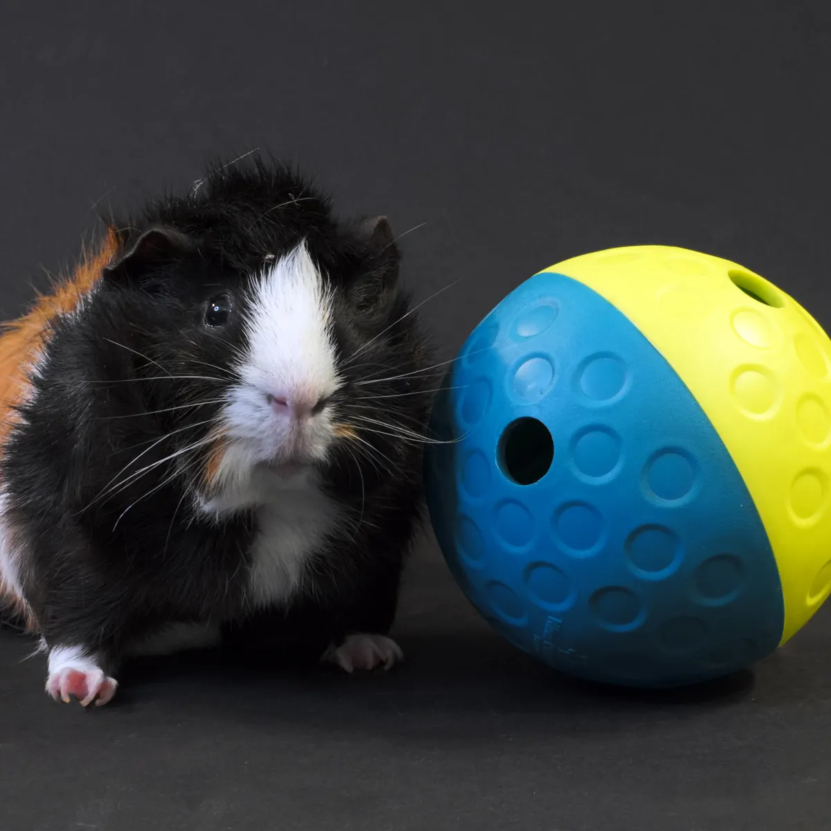 Jouw Cavia Roll & Find snackbal S voor cavia