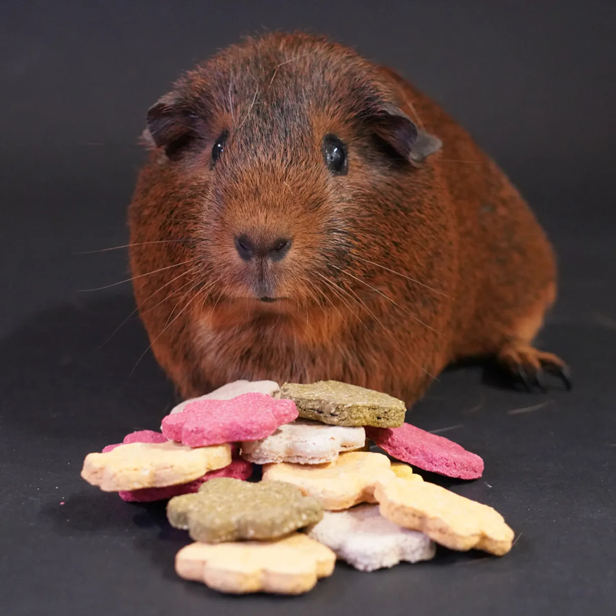Jouw Cavia Cookie Mix koekjes veggies natuurlijk
