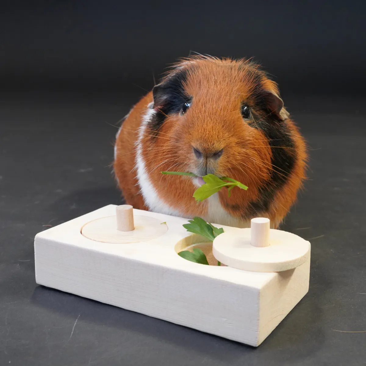 Jouw Cavia Pick & Find Mini houten spel denkspel