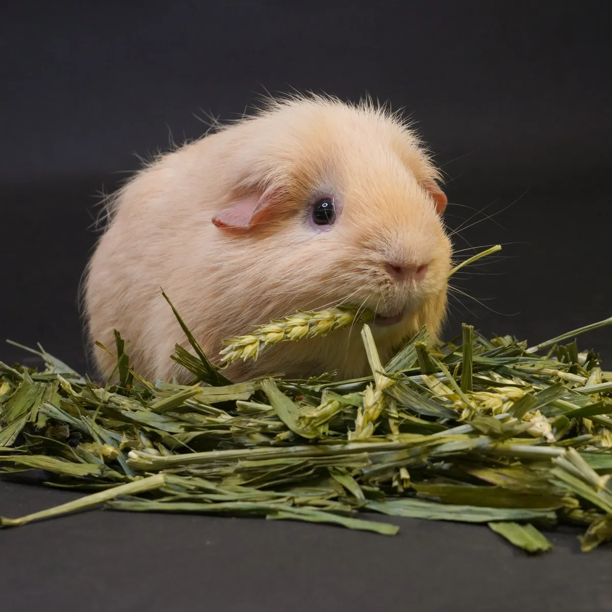 Jouw Cavia Haver tussendoortje vezelrijk voor tanden