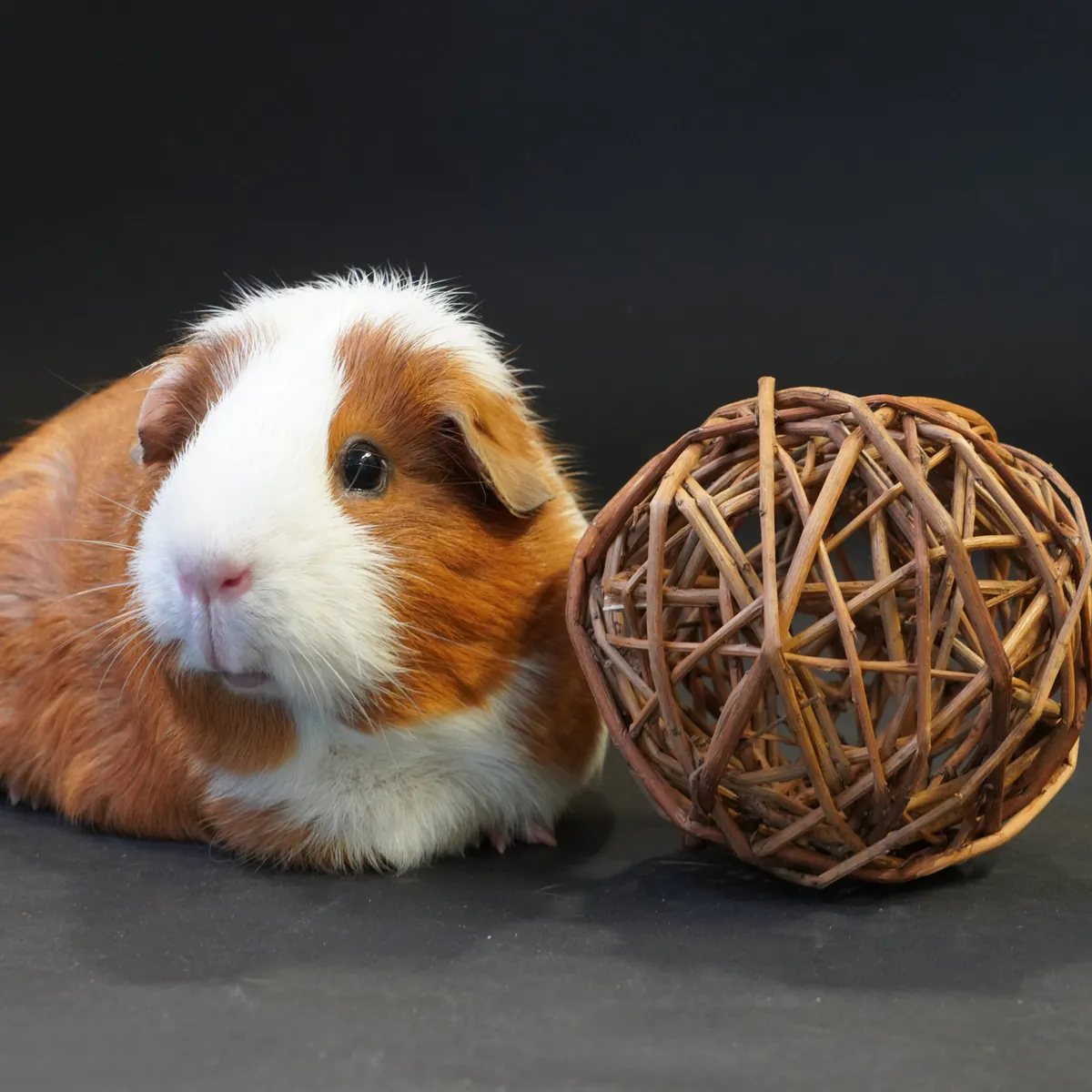 Jouw Cavia Wilgenbal speelbal M wilgenhout eetbaar