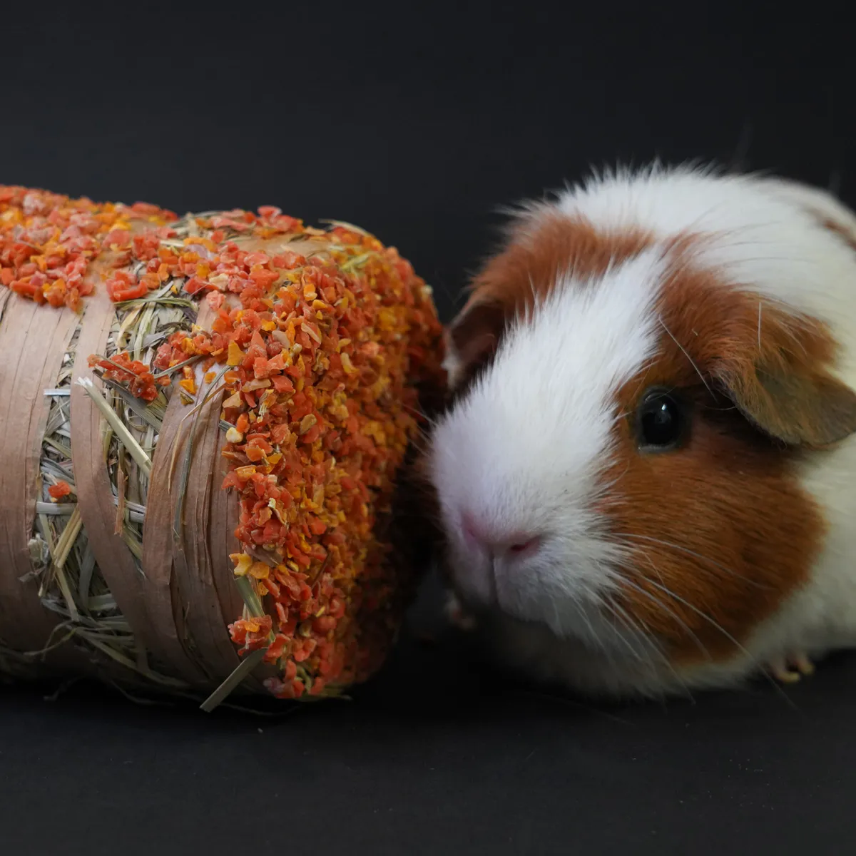 Jouw Cavia Hayroll hooirol wortel pompoen natuurlijk