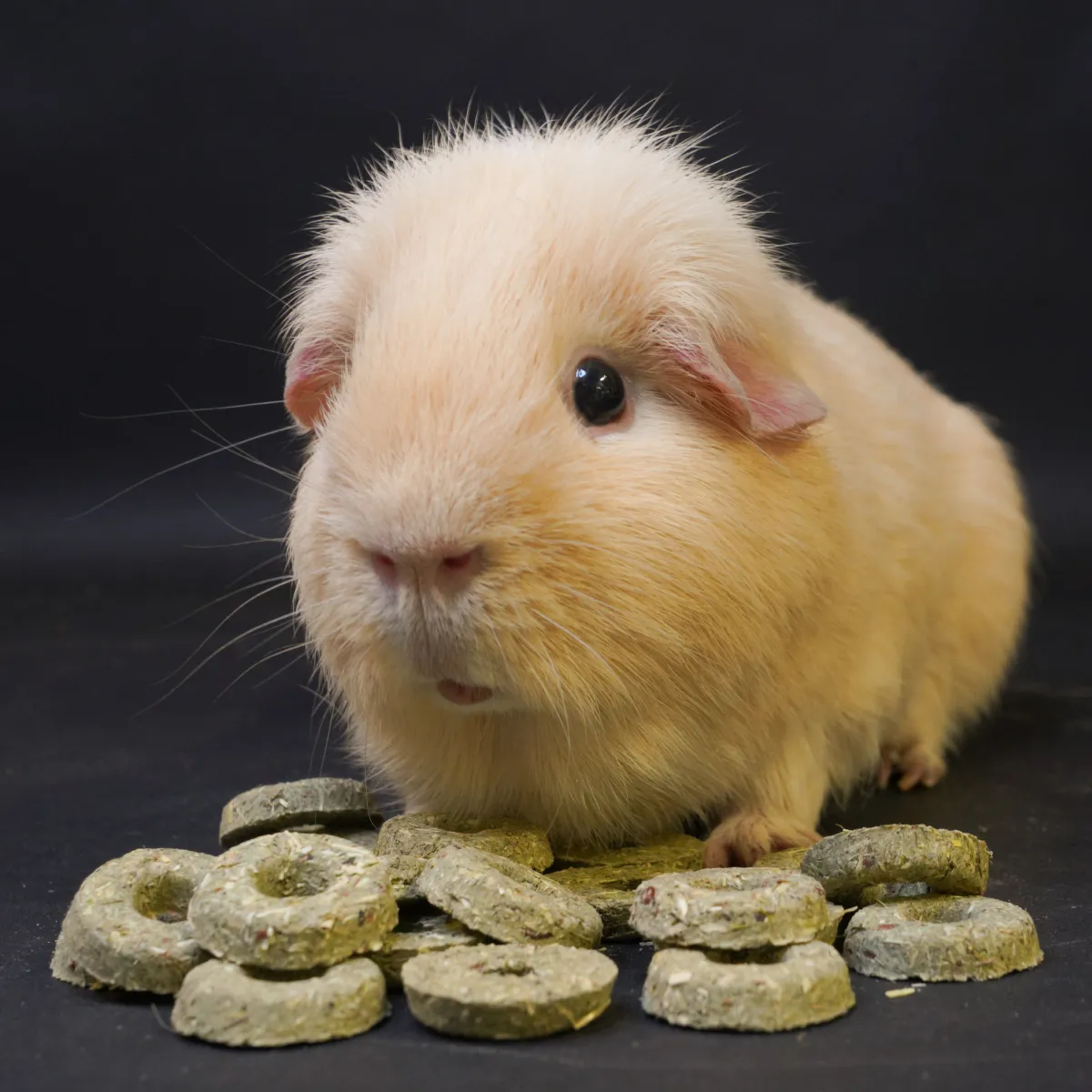 Jouw Cavia Naturals Orchard Loops snack voor cavia vezelrijk