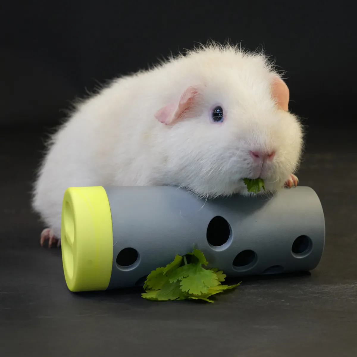 Jouw Cavia Throw & Find voerspel snackrol cavia