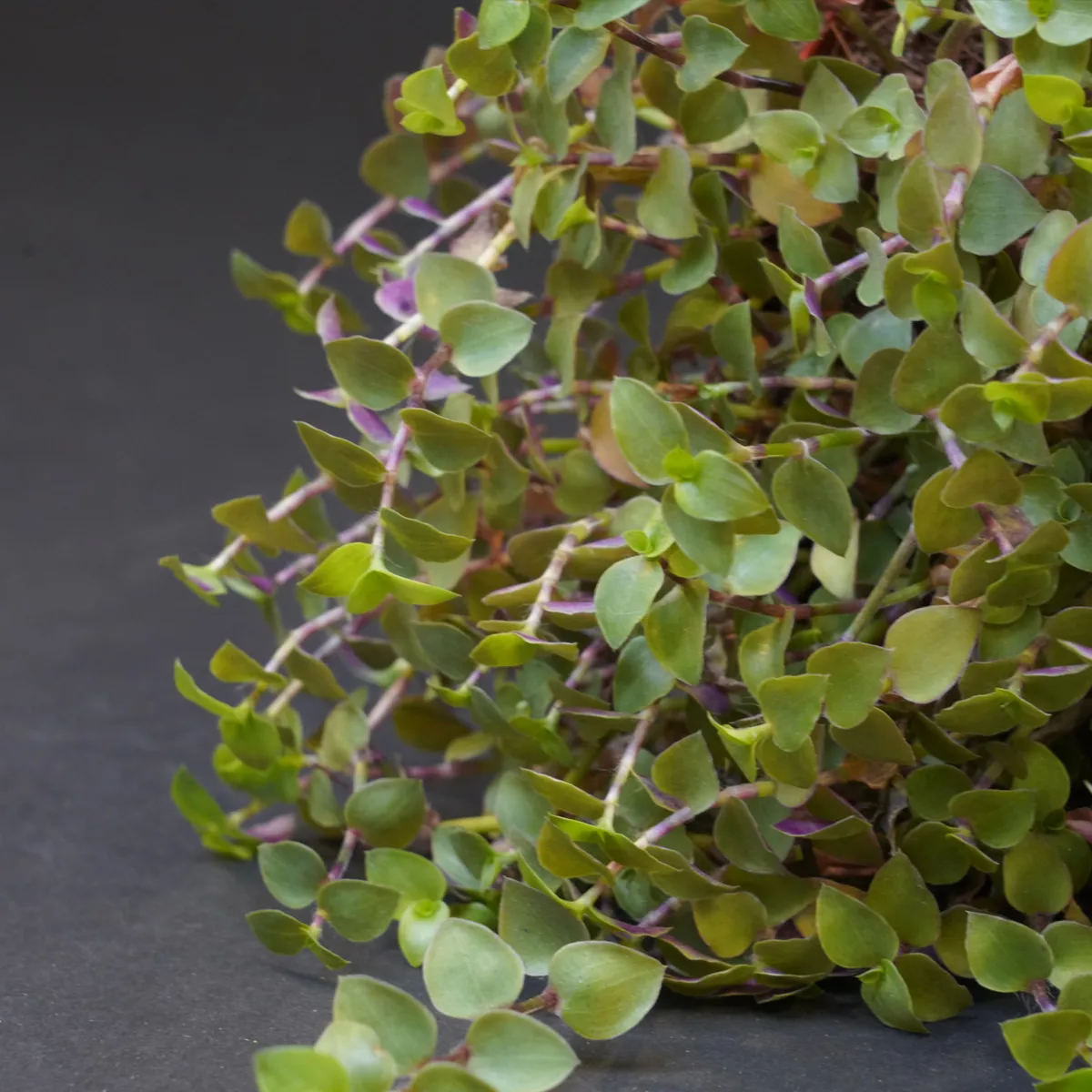 Jouw Cavia Knabbelplant verse plant vitamine