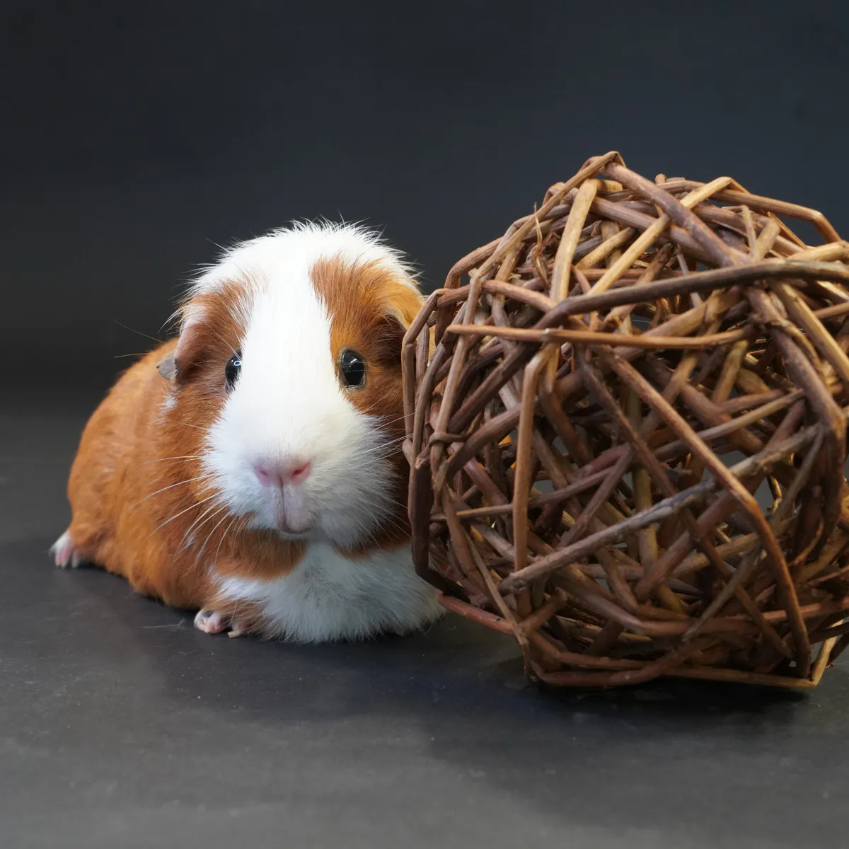 Jouw Cavia Wilgenbal L speelbal wilgentakken