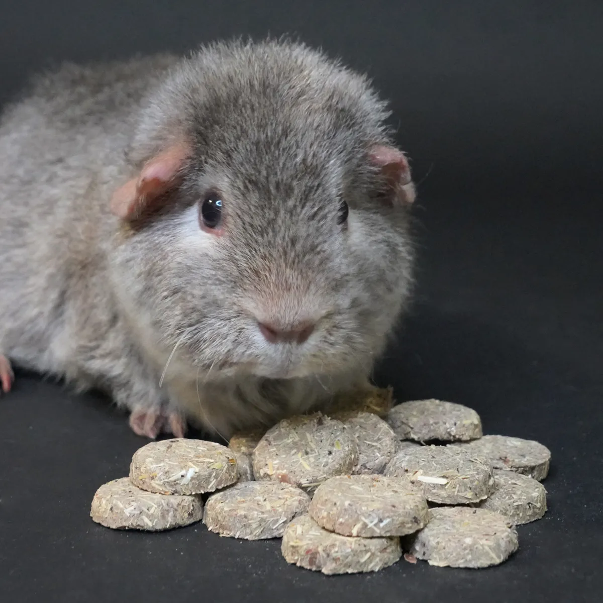 Jouw Cavia Care Treats Urinary caviasnack blaas