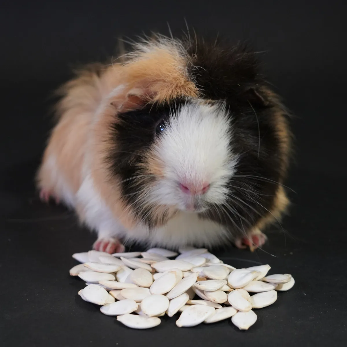 Jouw Cavia pompoenpitten snack snuffelmat