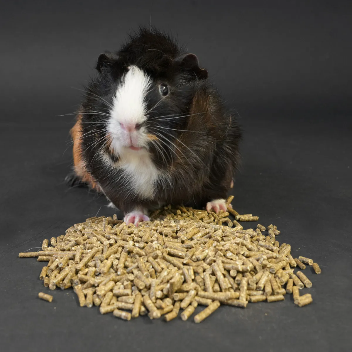 Jouw Cavia KonaCorn caviakorrel met vitamine C