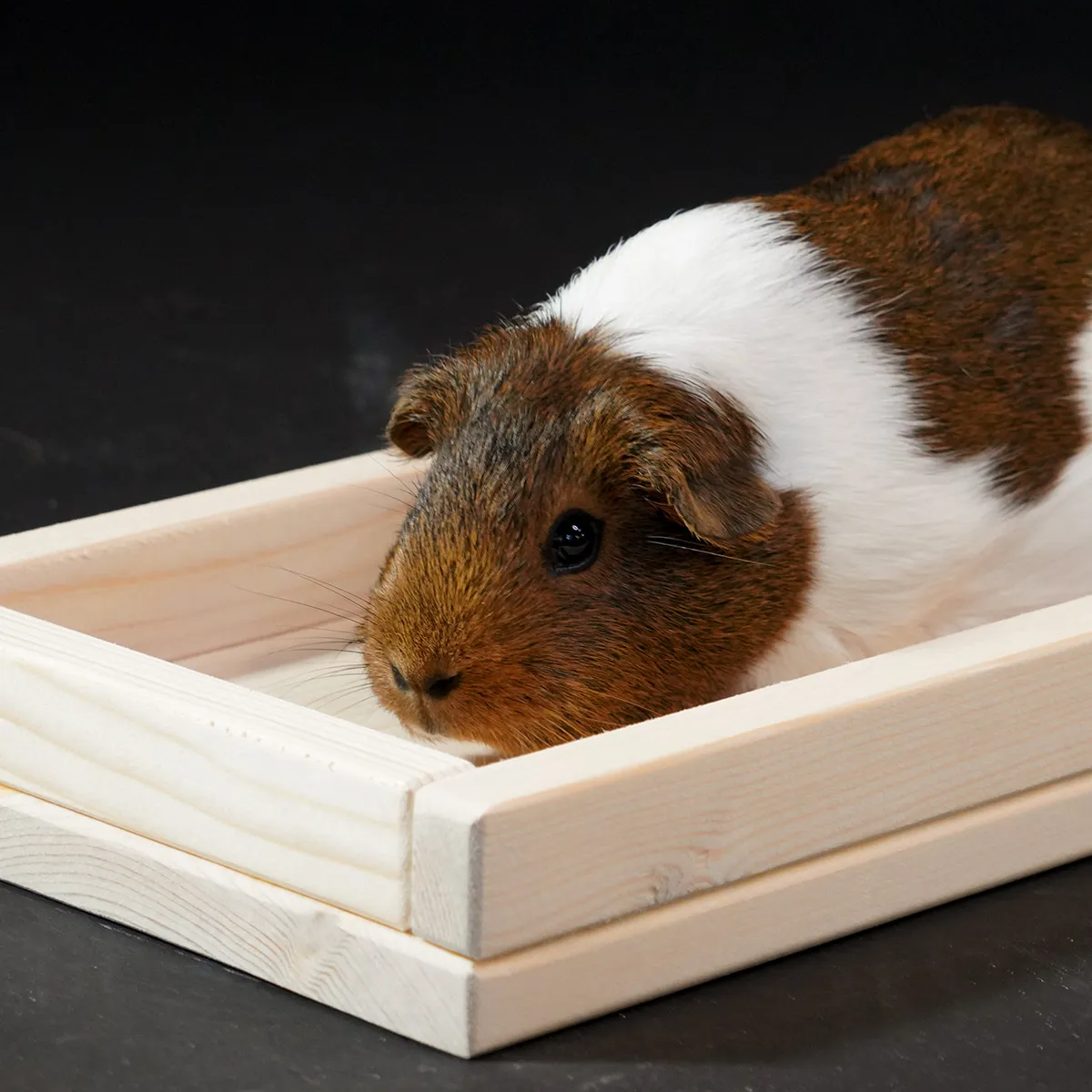 Jouw Cavia Kruidenschaal Wood M voerbak hout handgemaakt