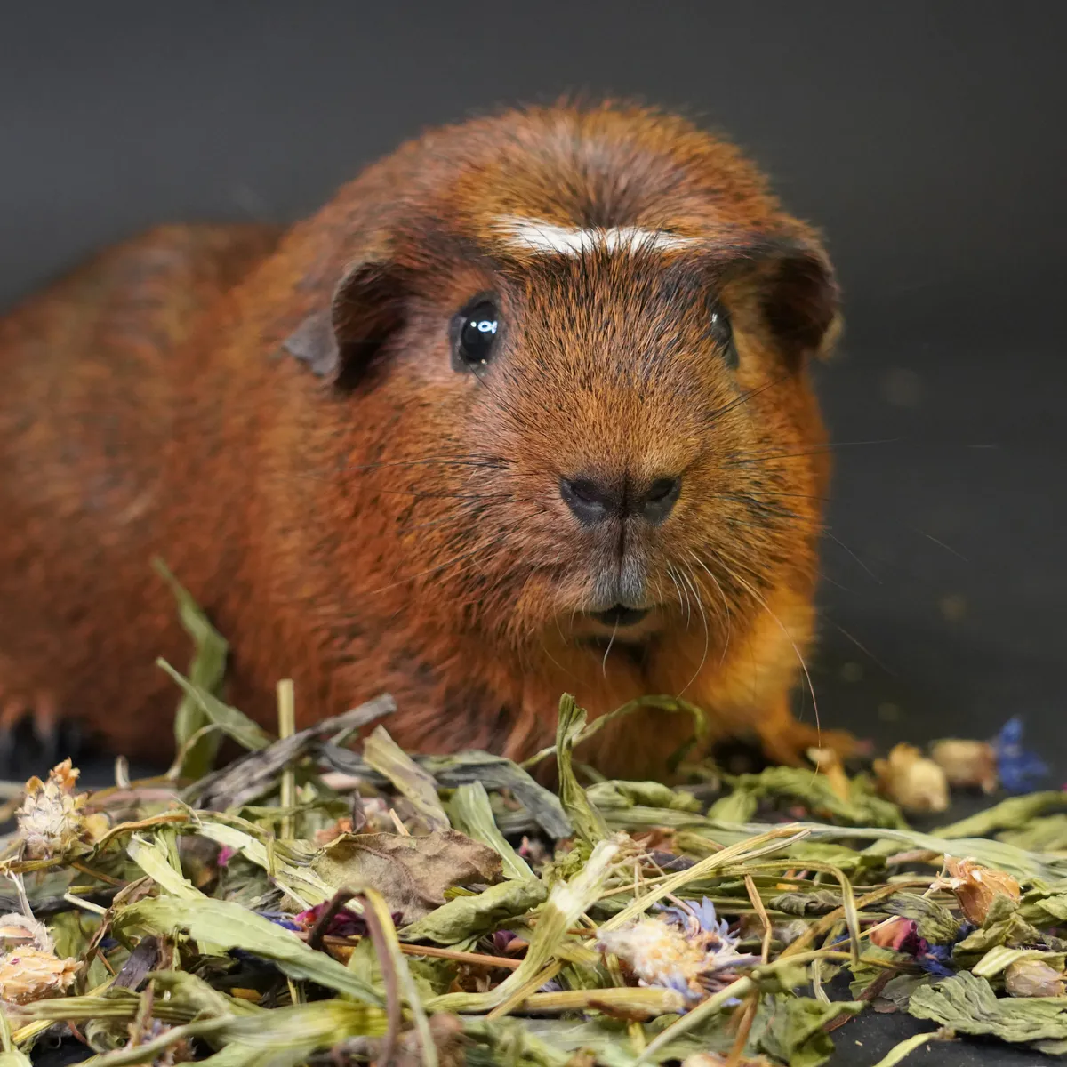 Jouw Cavia Kruidenmix groene haver caviavoer vezelrijk