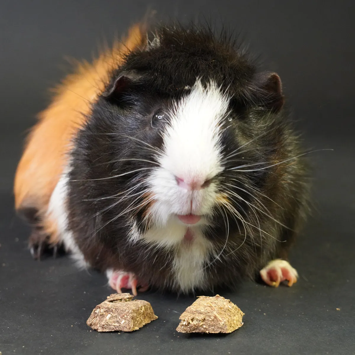 Jouw Cavia Anti Hairball Cracker snack papaja