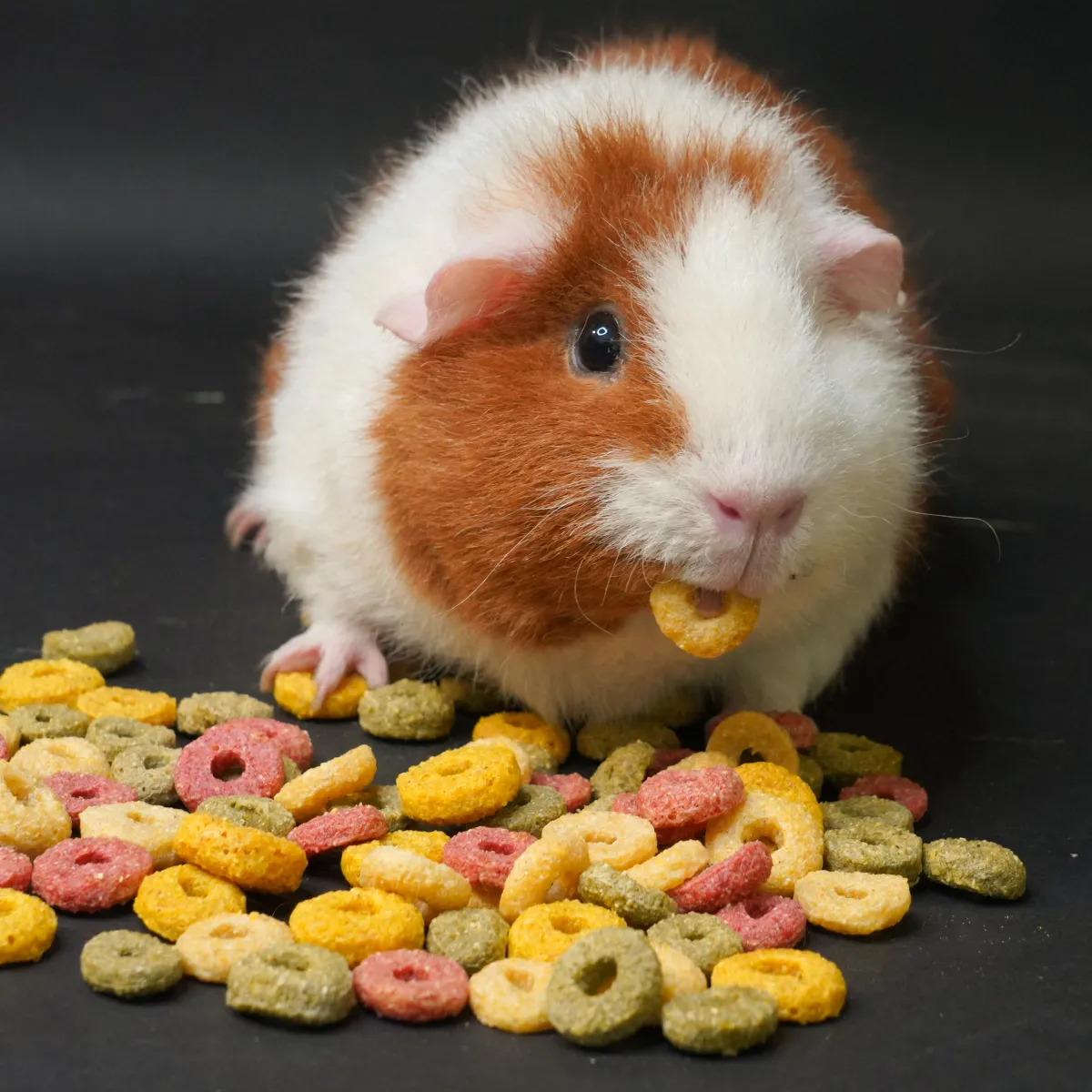 Jouw Cavia Mini Loops snack beloning zonder toevoeging