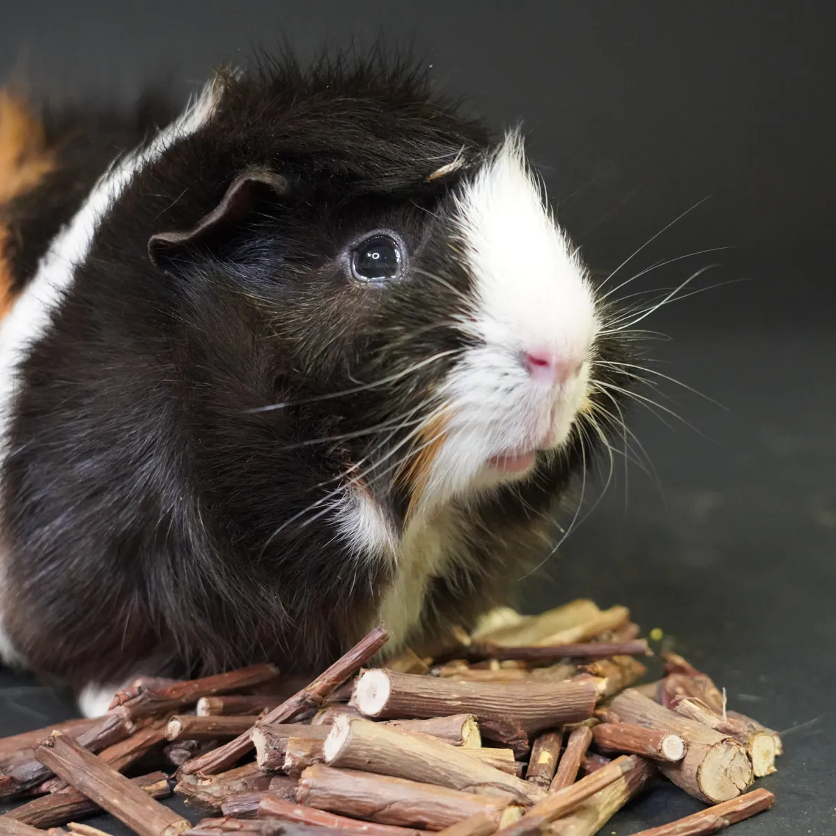 Jouw Cavia Peerstokjes snack vezelrijk lichte perensmaak