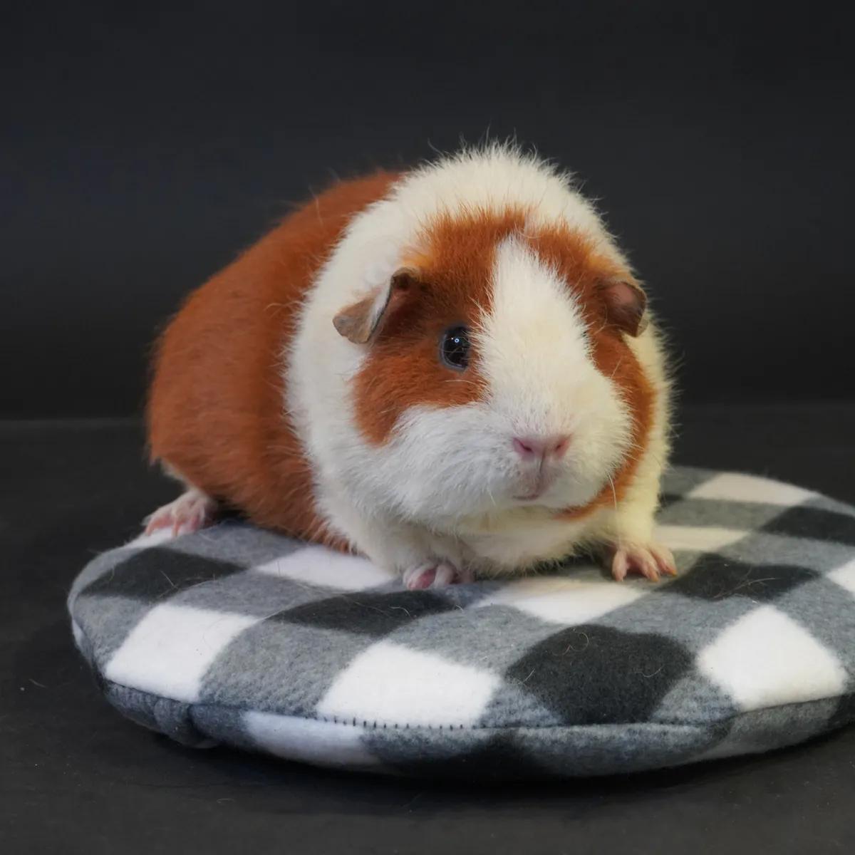 Jouw Cavia Hot en Coolpad warmtepad met fleece hoes