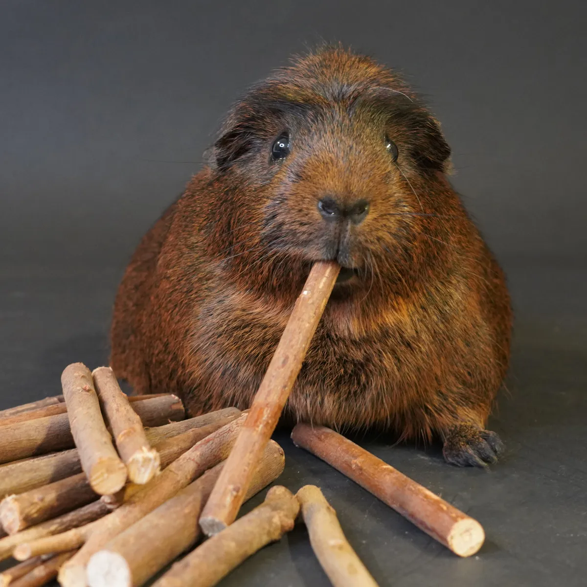 Jouw Cavia Knabbelhout wilg knaaghout cavia 100% natuurlijk