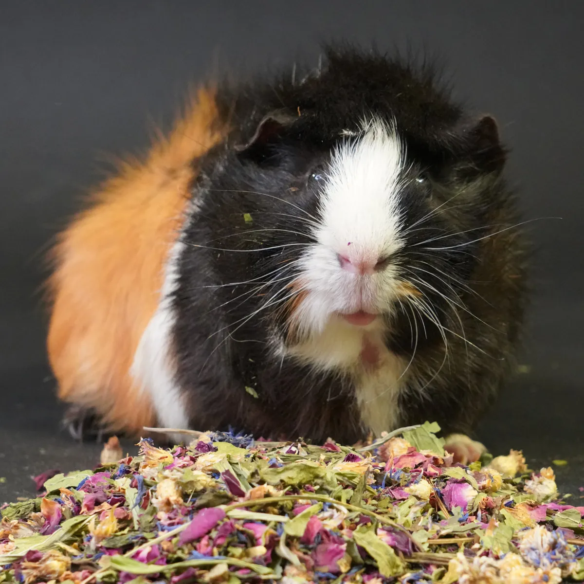 Jouw Cavia Kruidenmix groene haver frambozenblad