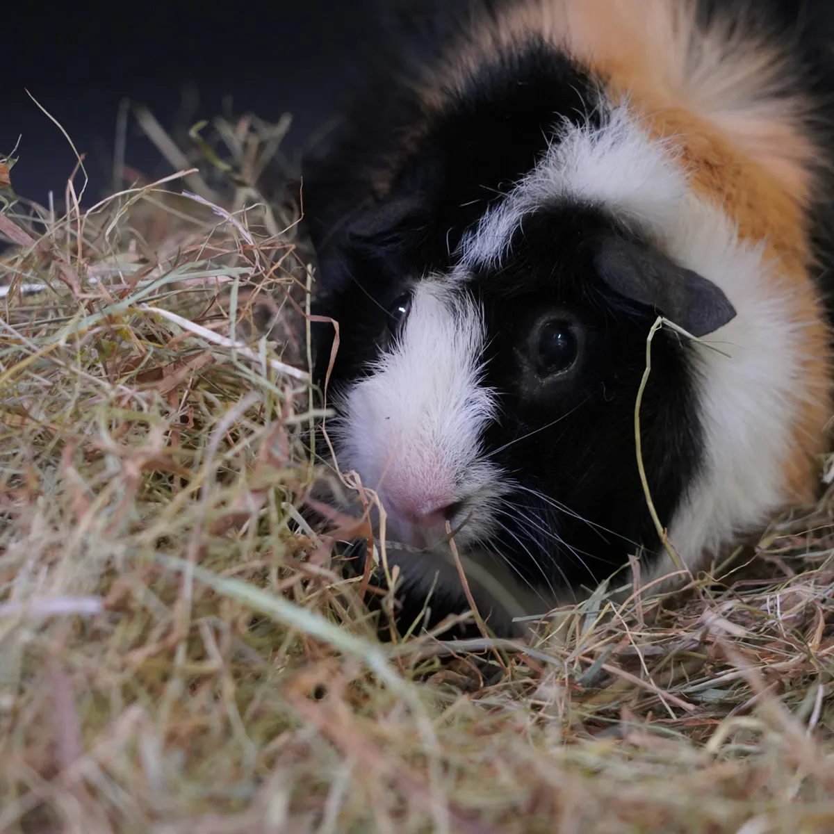 Jouw Cavia KonaCorn kruidenhooi brandnetel pastinaak vezelrijk