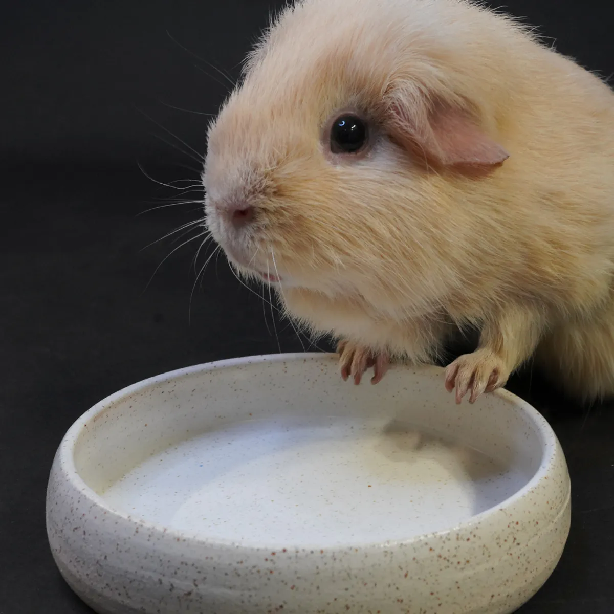 Jouw Cavia Lucia eet- en drinkbak keramiek