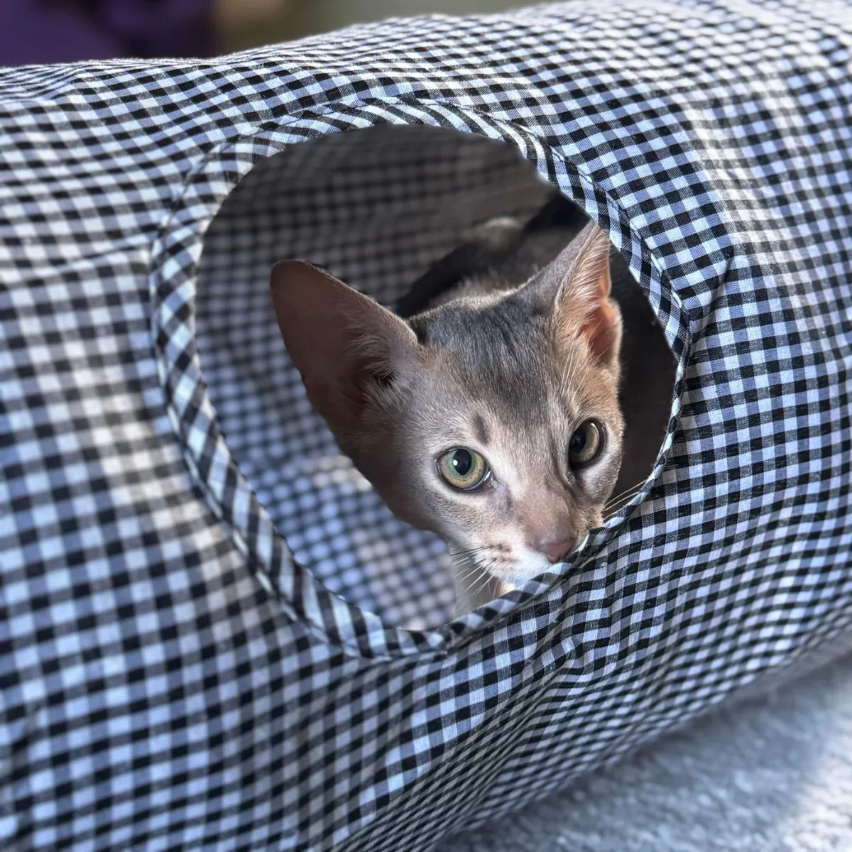 Nature First Tabby Patch Black Check kattentunnel met ritsel