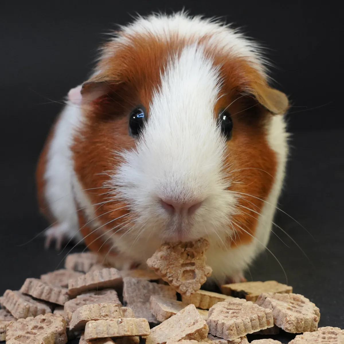 Bunny Nature Crunchy Cracker snack fruit cavia suikervrij