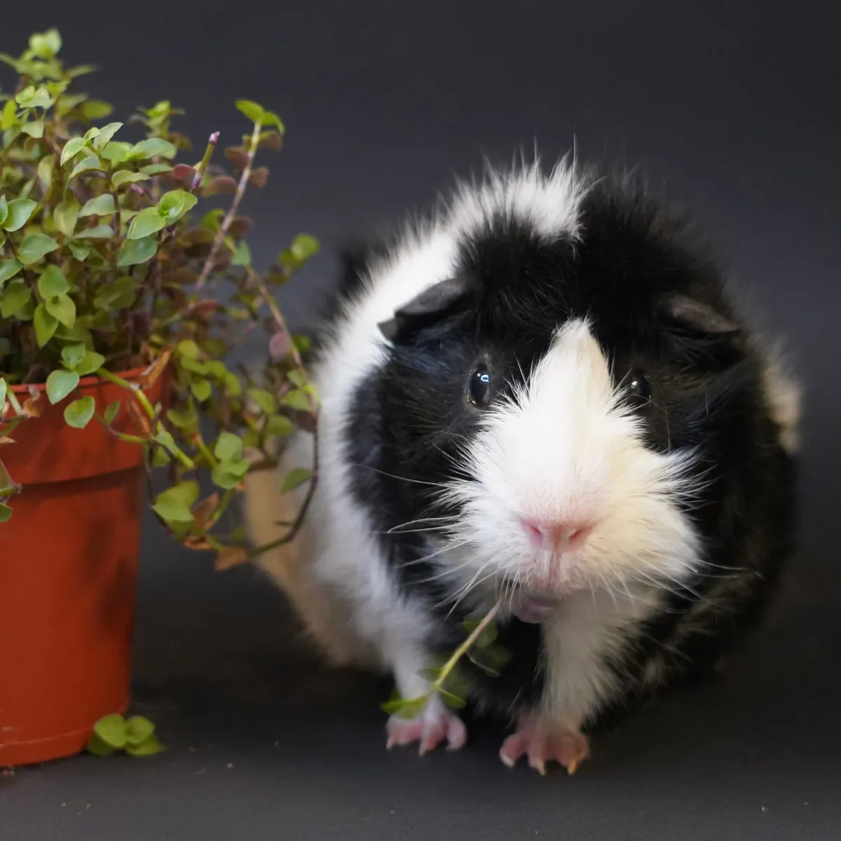 Jouw Cavia Knabbelplant verse plant vitamine