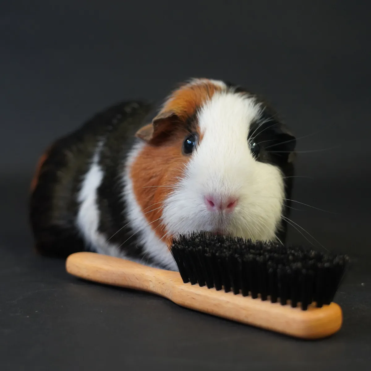 Jouw Cavia Borstel Sensitive Care vachtborstel zacht