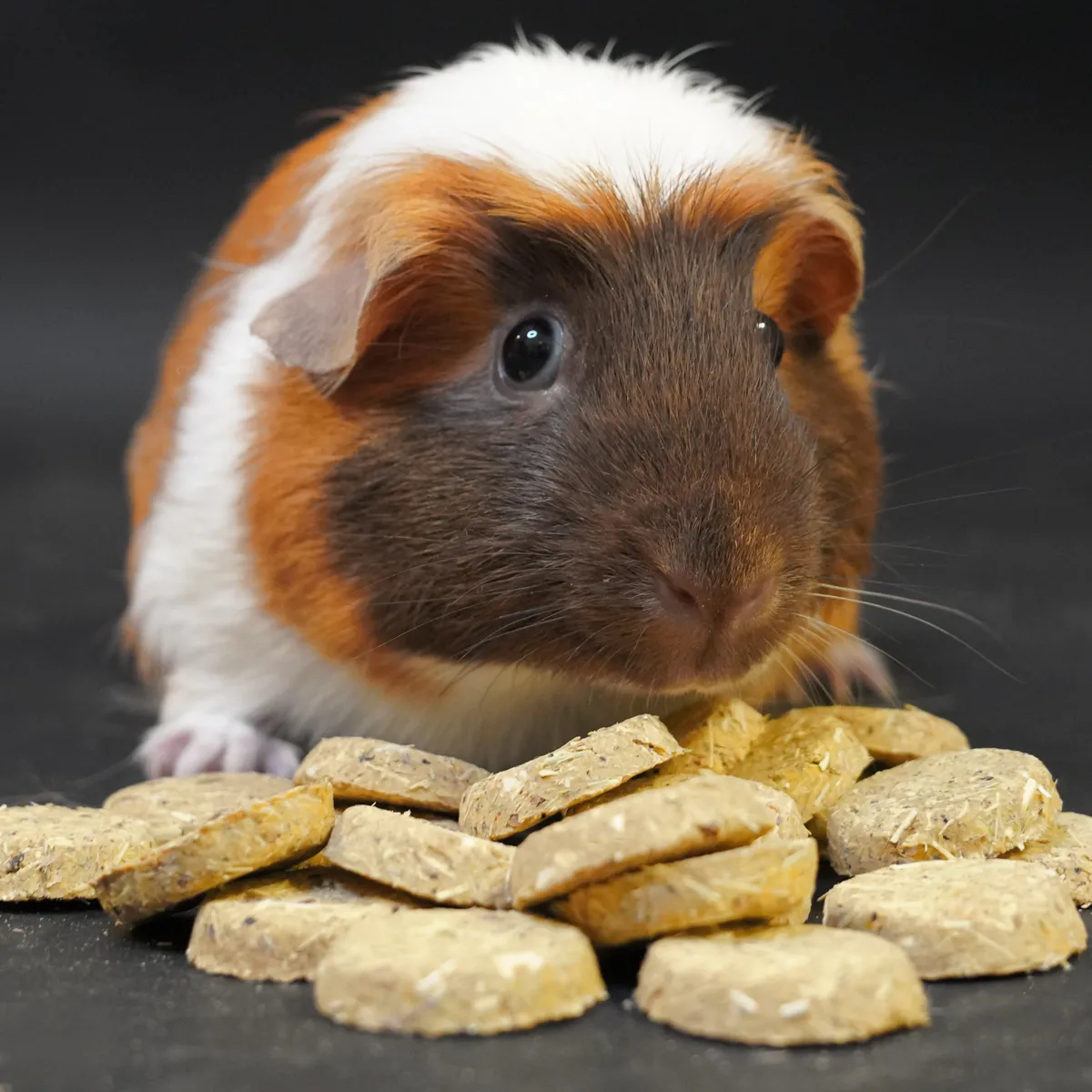 Care Treats Digestive cavia snack vezels beloning