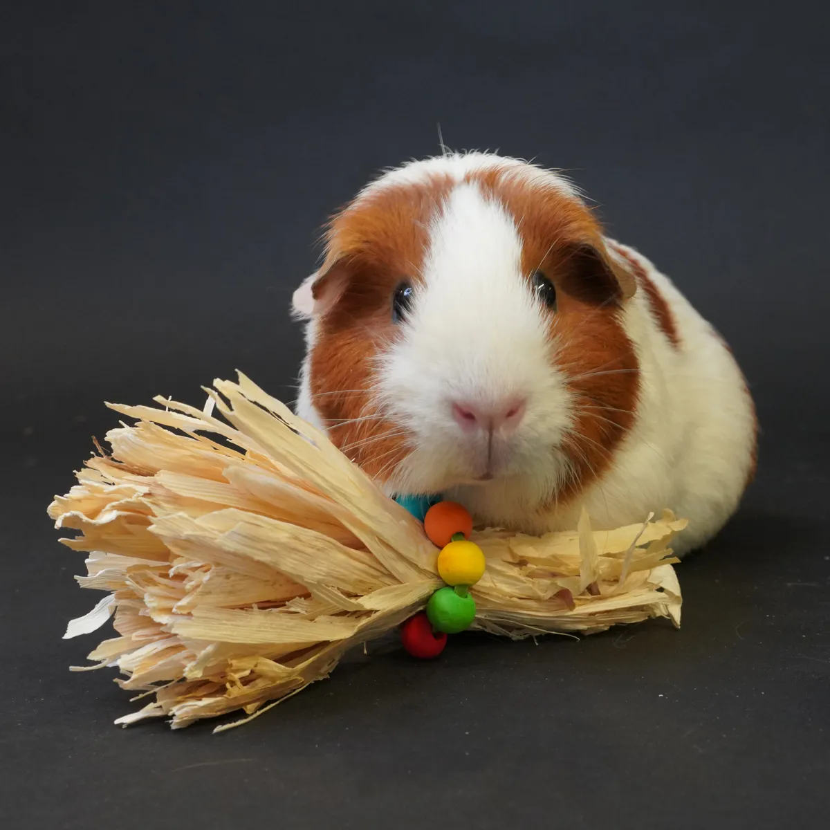 Jouw Cavia Crispy corn toy knaagspeeltje mais