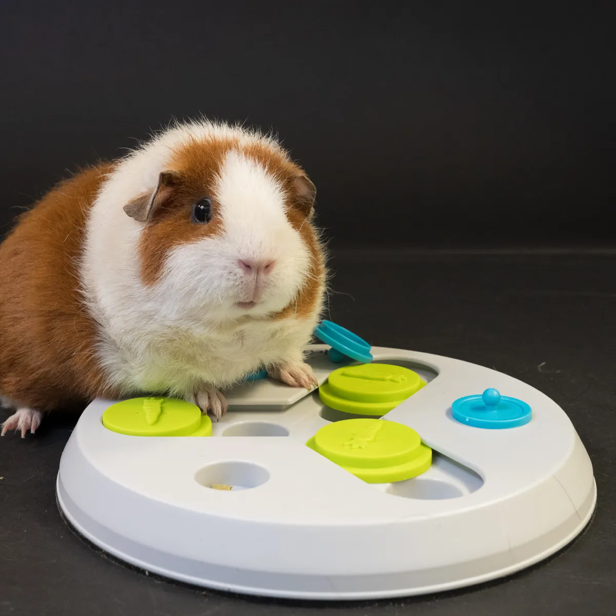 Jouw Cavia Slide & Find grey denkspel duurzaam