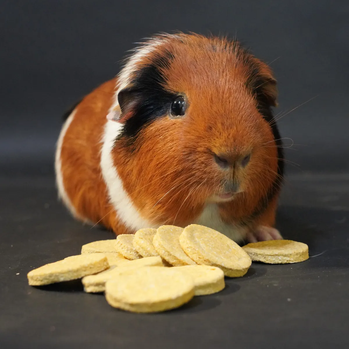 Jouw Cavia Mango Dream Cookies caviasnack mango