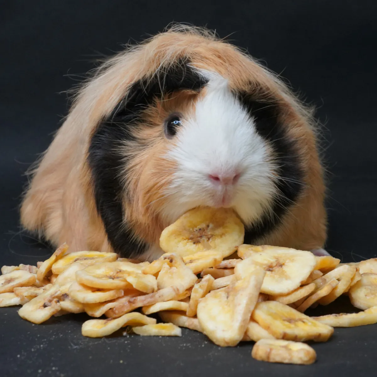 Jouw Cavia banaanschijfjes gedroogde snack fruit