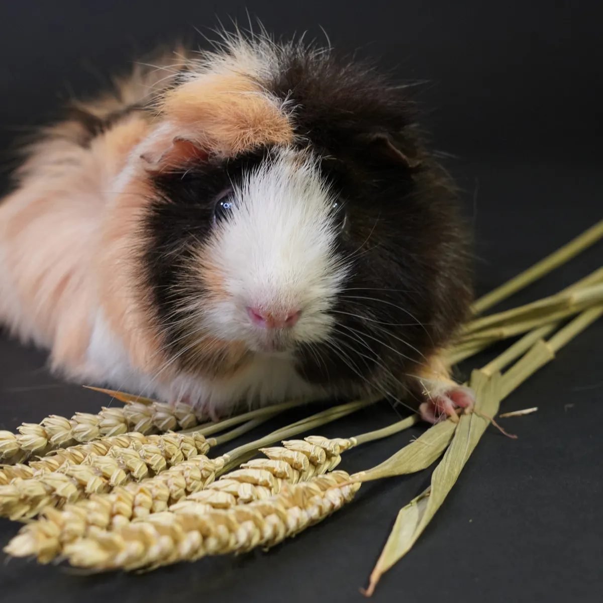 Jouw Cavia tarwe aren XL snack natuurlijke vezels