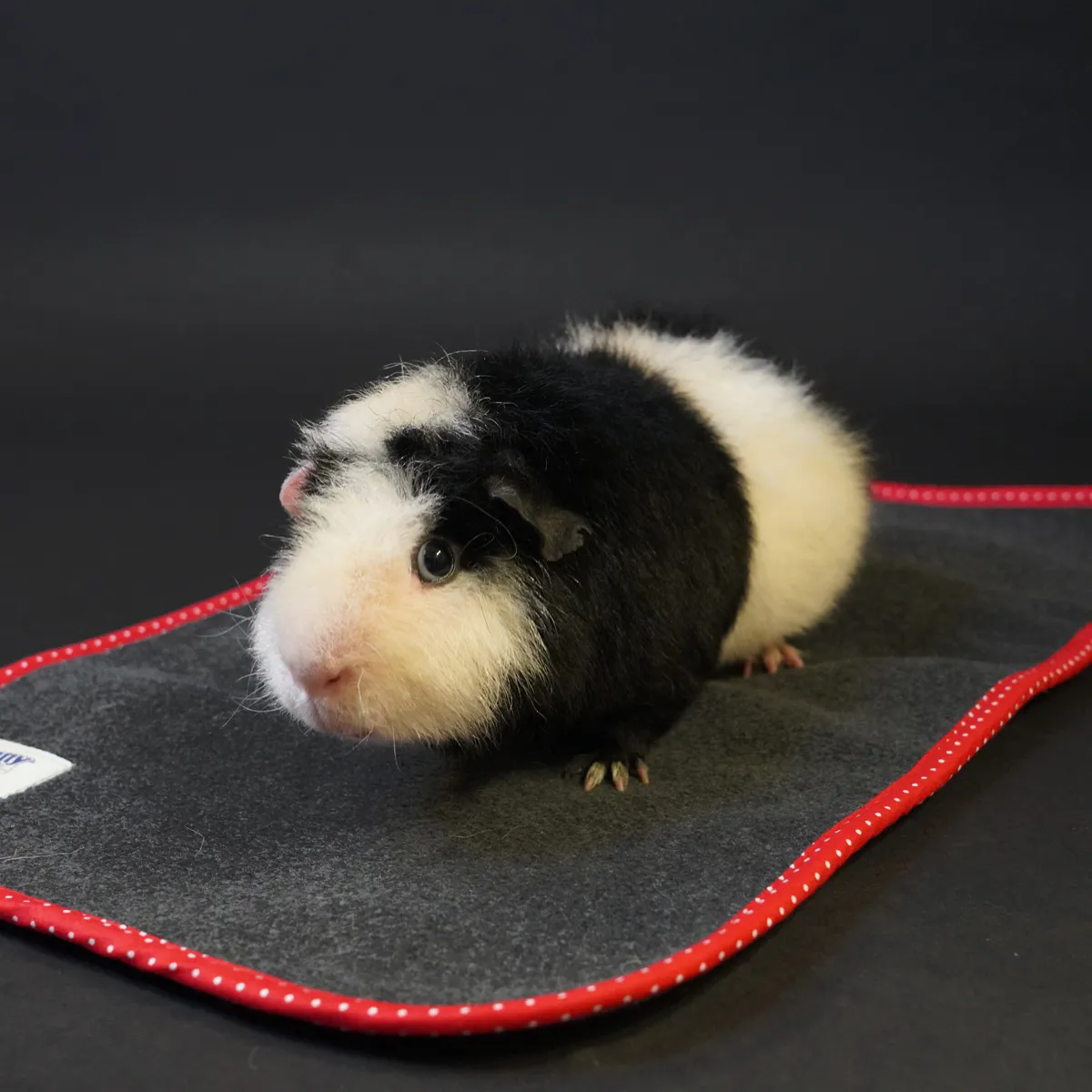 Jouw Cavia Relax & Chill fleecemat S absorberend voor reismand